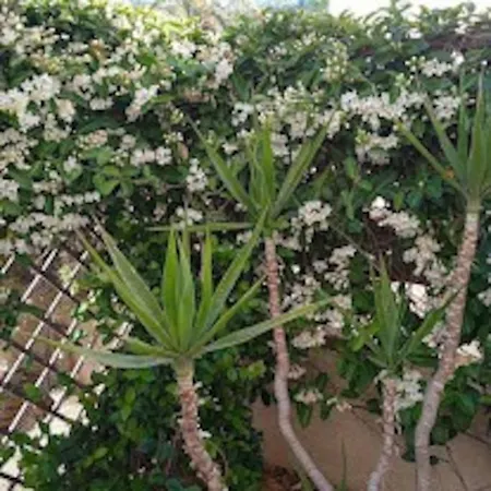 Jonty Villa, Mazotos * Larnaca